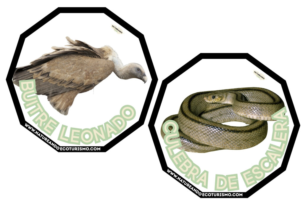 Juego de mesa de animales de las Hoces del Duratón para imprimir.