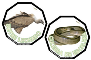 Juego de mesa de animales de las Hoces del Duratón para imprimir.